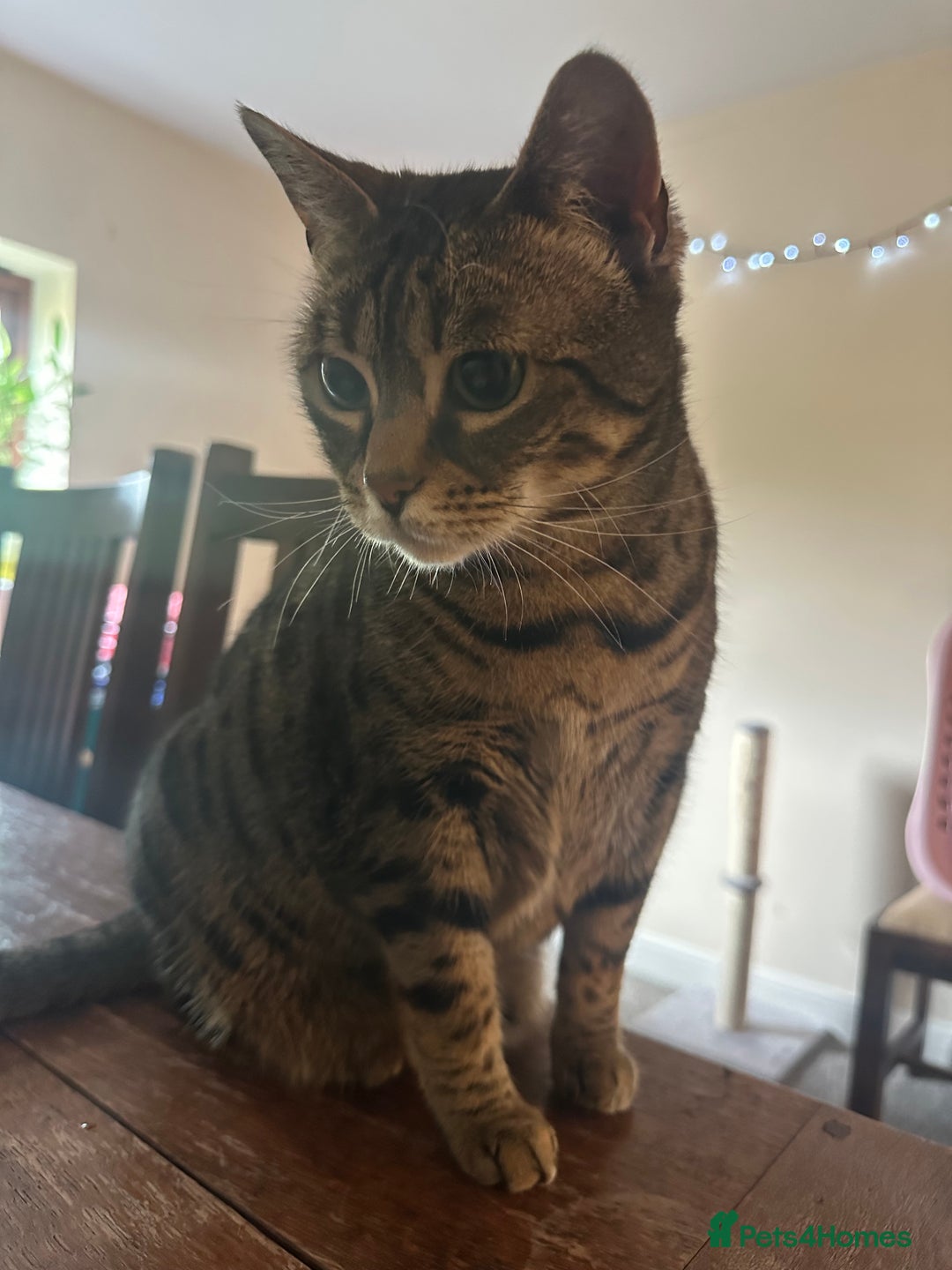 Mixed Breed cats for sale: Khaleesi, half bengal cat looking for a new home - Image 7