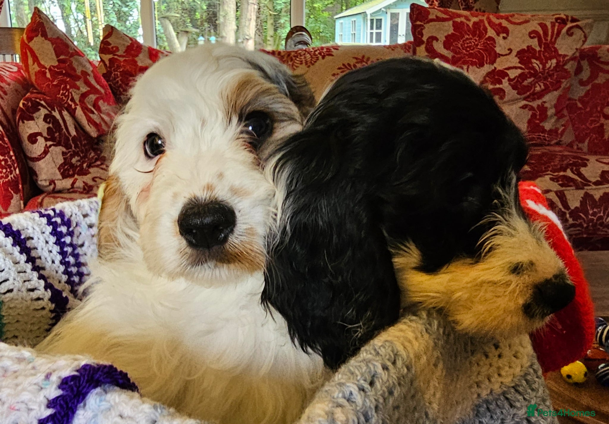 Cockapoo dogs Ready Now! Quality Roan F1 Pups 2 Boys & 1 Girl - Advert 5