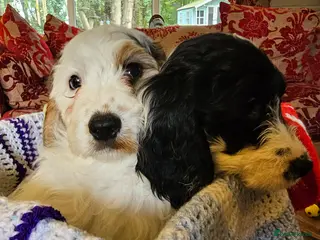 Cockapoo dogs Ready Now! Quality Roan F1 Pups 2 Boys & 1 Girl - Advert 5