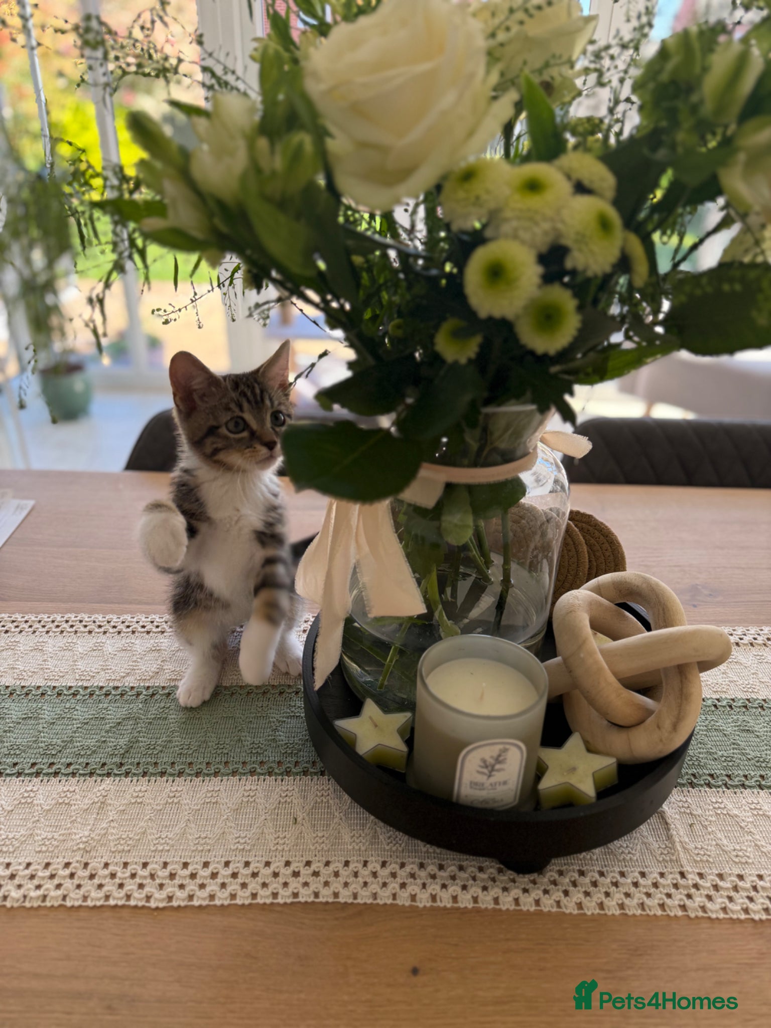 British Shorthair cats Beautiful cuddly kitten for adoption  - Advert 1