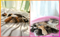 Scottish Fold cats for sale: Tiny Treasures Scottish Fold Straight Ear Kittens - Image 39