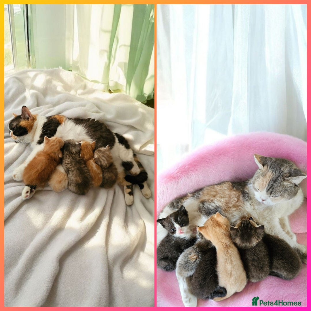 Scottish Fold cats for sale: Tiny Treasures Scottish Fold Straight Ear Kittens - Image 39