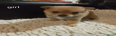 Pomchi 3