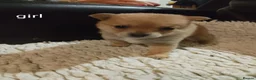 Pomchi dogs for sale: 5 beautiful pomchi puppies for sale - Advert 8