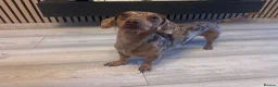 Miniature Dachshund dogs for stud: 🔥Dapple🔥Miniature Dachshund🔥KC reg🔥Proven Stud - Advert 9