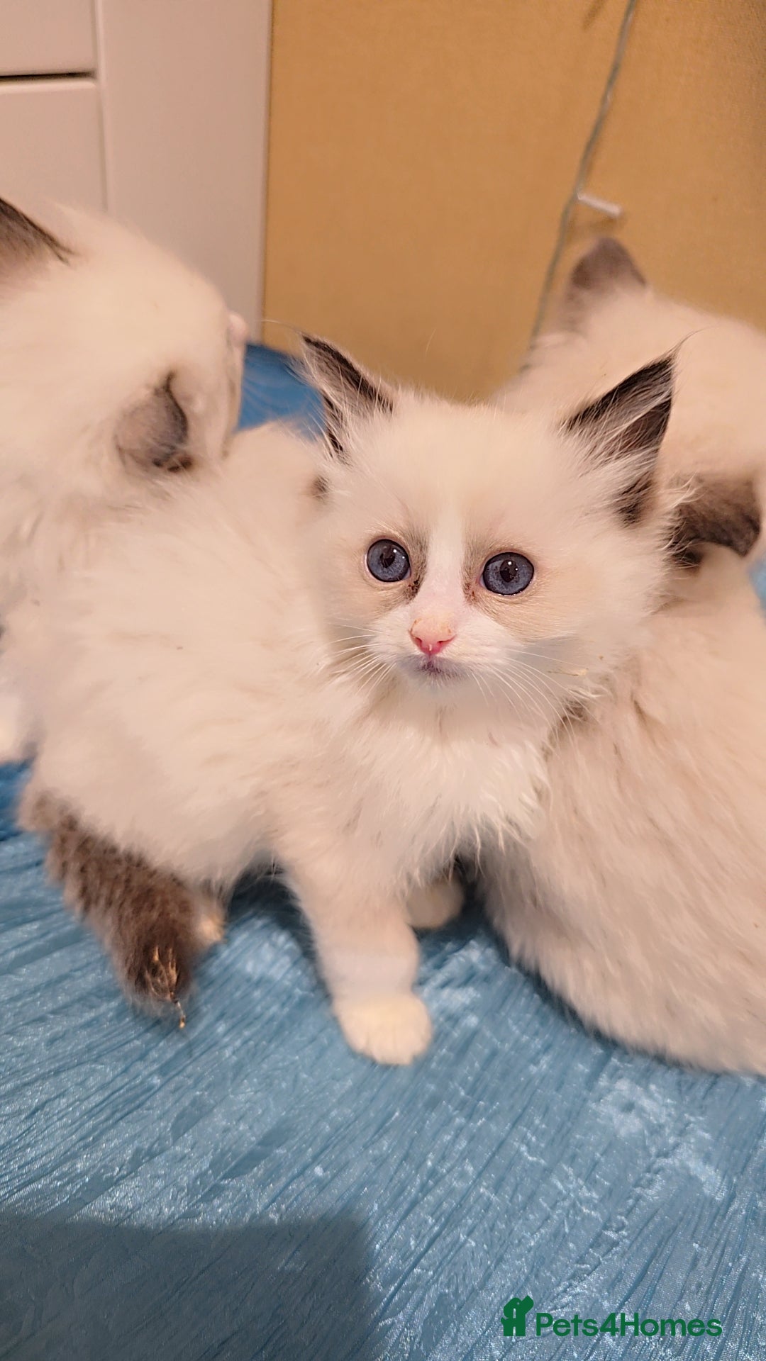 Ragdoll cats for sale: TICA REGISTERED KITTENS/Active - Advert 23