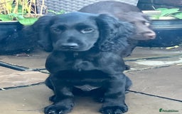 Cocker Spaniel dogs for sale: Working Cocker Pups  - Image 8