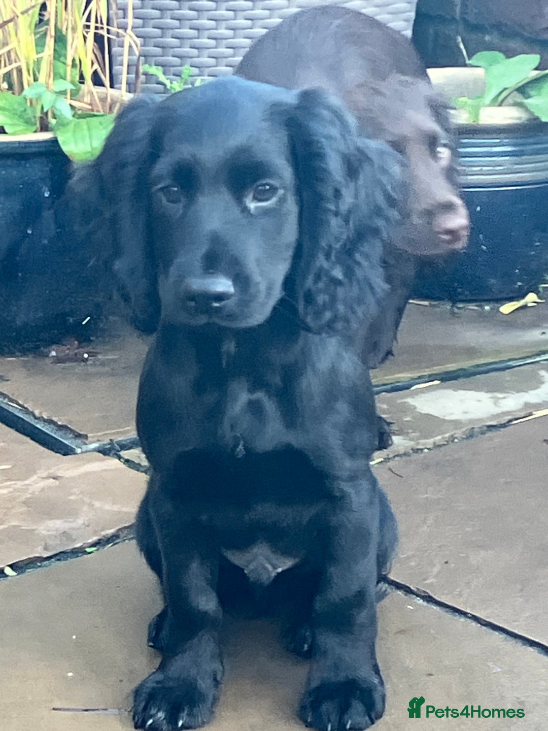 Cocker Spaniel dogs for sale: Working Cocker Pups  - Image 8