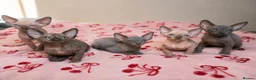 Sphynx cats for sale: Sphynx Boys Looking for Their New Homes 🐾 in Milton Keynes - Advert 2