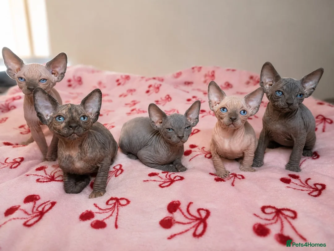 Sphynx cats for sale: Sphynx Boys Looking for Their New Homes 🐾 in Milton Keynes - Advert 2