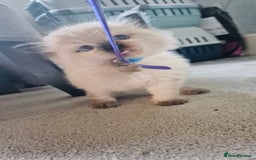 Ragdoll cats for sale: Ragdoll kittens for sale  - Image 4