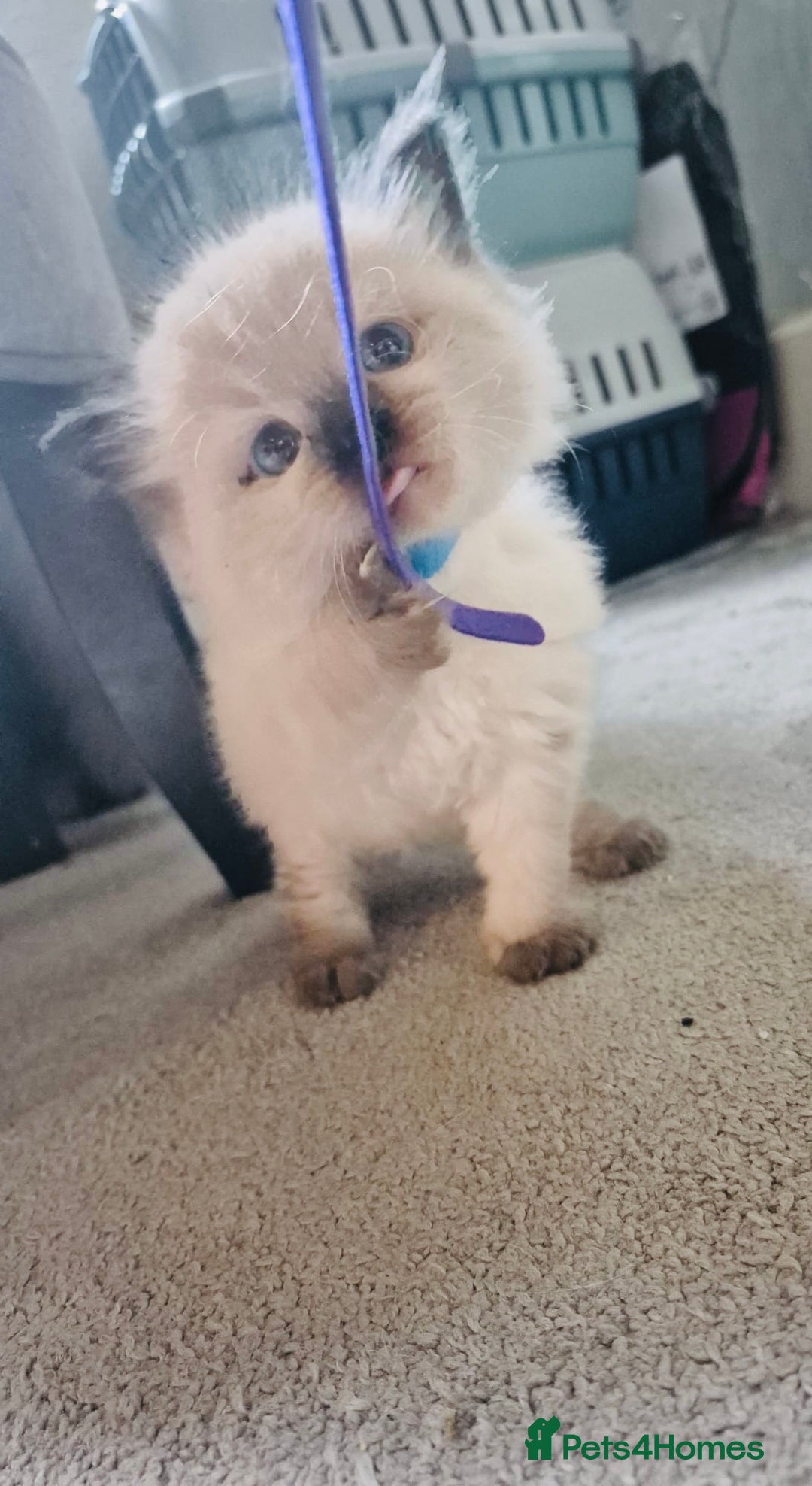 Ragdoll cats for sale: Ragdoll kittens for sale  - Image 4