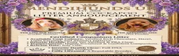 Cockapoo dogs for sale: ⚜️🌸Lady Whistledown Cockapoos🌸⚜️ - Advert 1