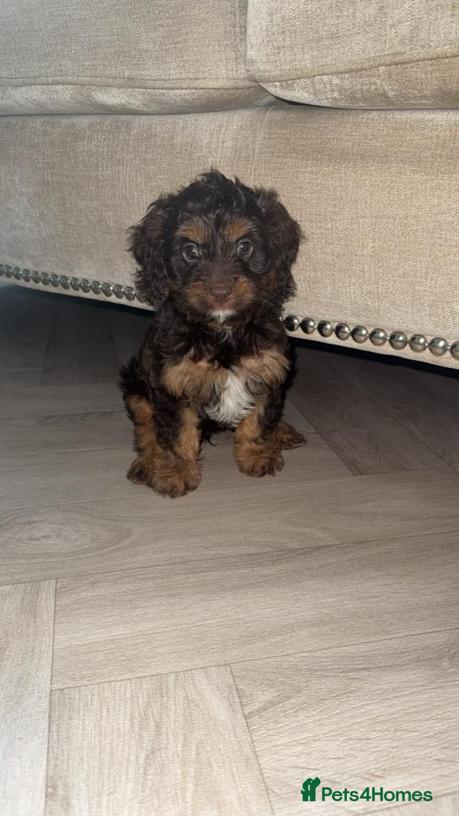 Cavapoo dogs F1 Cavapoo boy  - Advert 17
