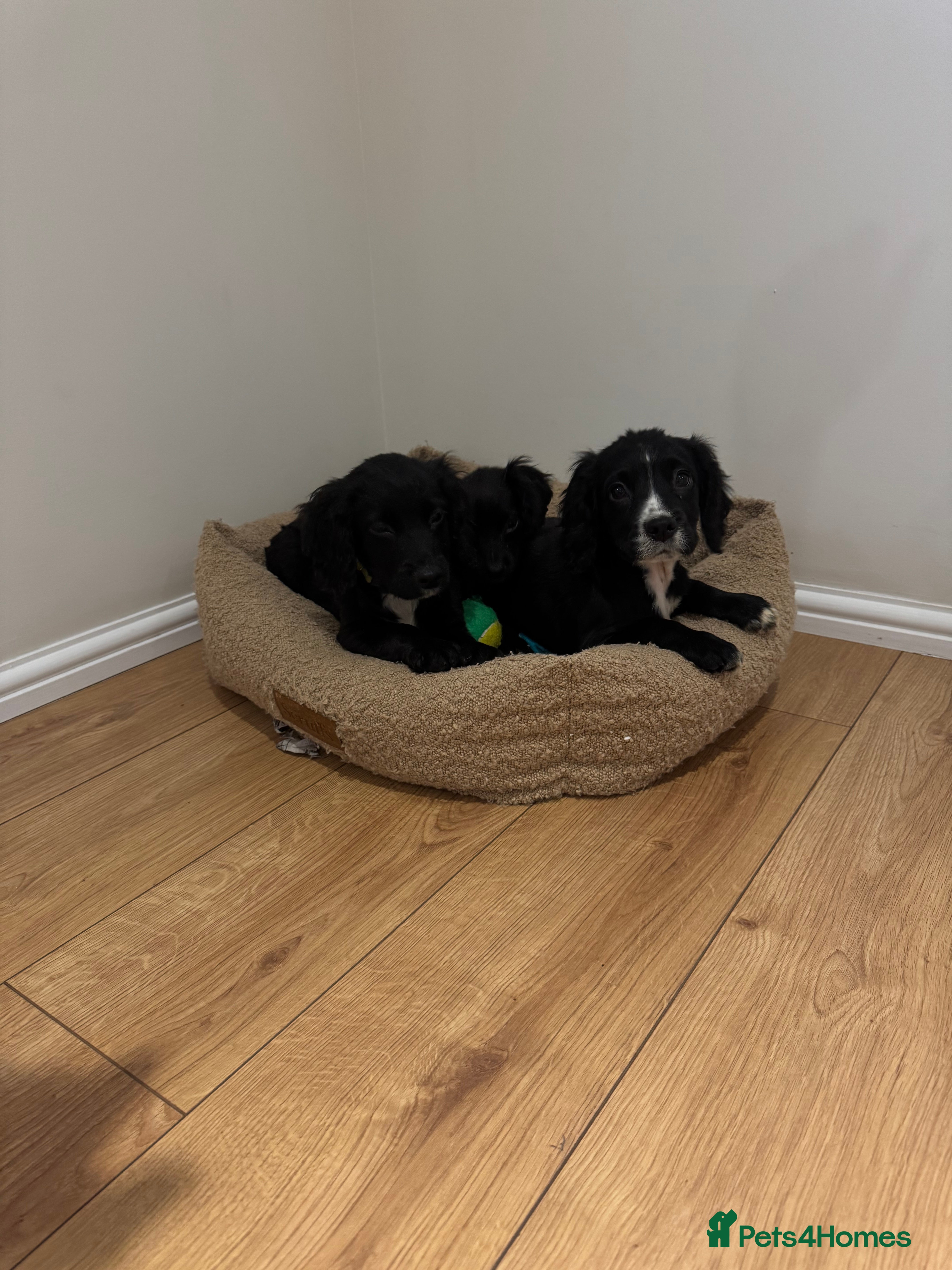 Cocker Spaniel dogs *1 girl left*black&white kcworking cocker spaniel  - Advert 1