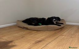 Cocker Spaniel dogs for sale: *3 left* black & white kc working cocker spaniels  - Image 9