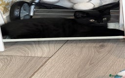 Ragdoll cats for sale: Ragdoll mix (available Now)  - Image 5