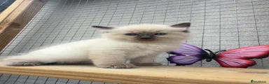 Ragdoll seal male