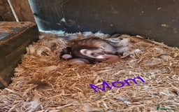 Ferret rodents for sale: Super friendly ferrets - Image 6