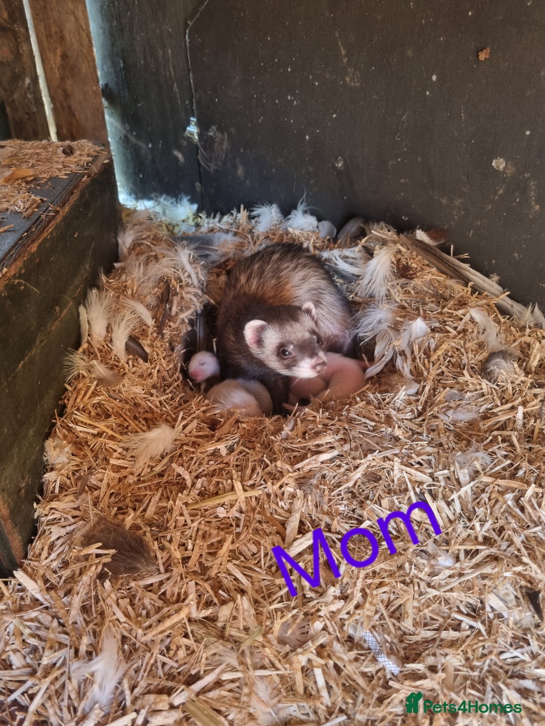 Ferret rodents for sale: Super friendly ferrets - Image 6