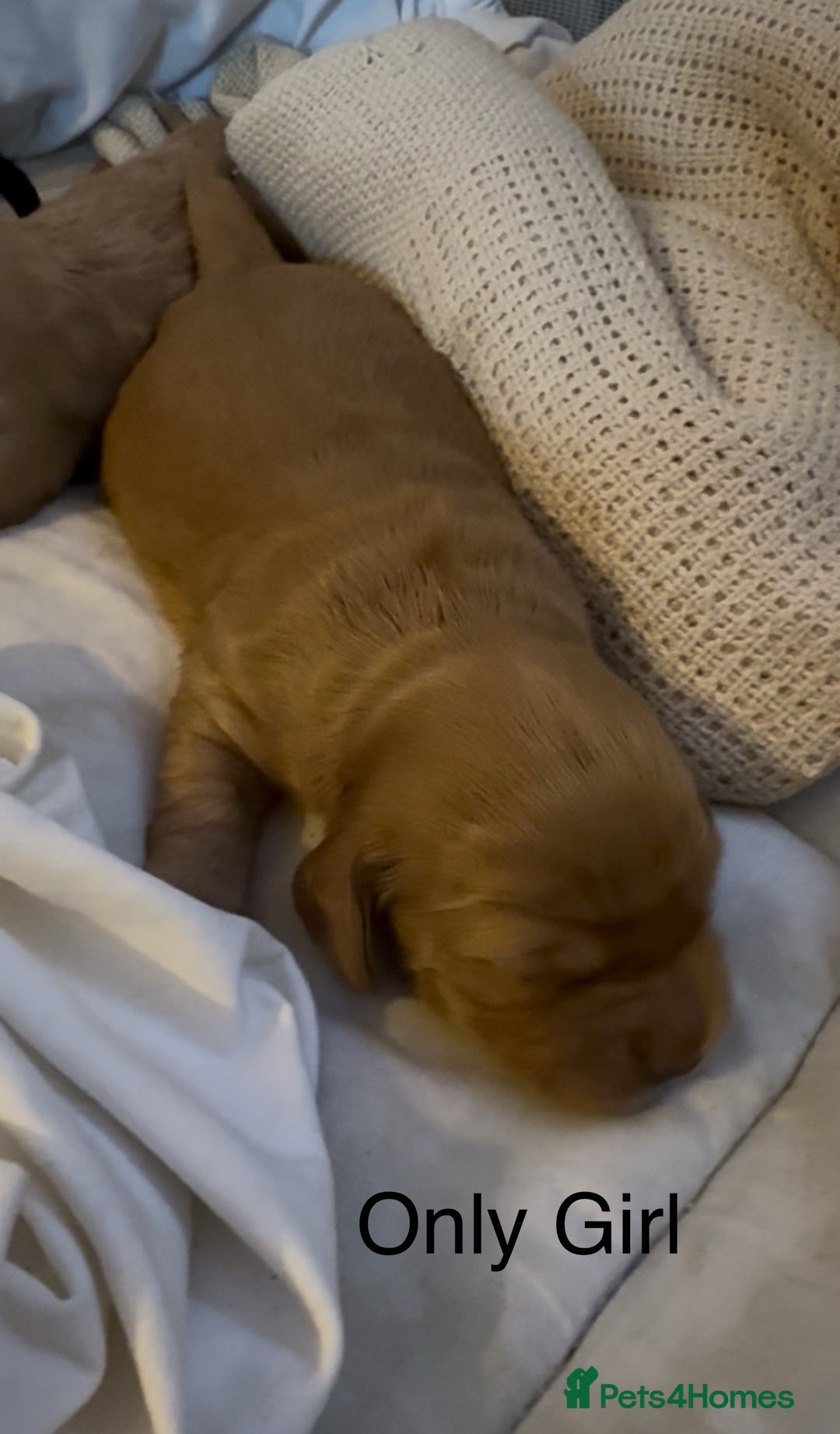 Mixed Breed dogs for sale: Show Cocker X Miniature dachshund Puppies - Image 8