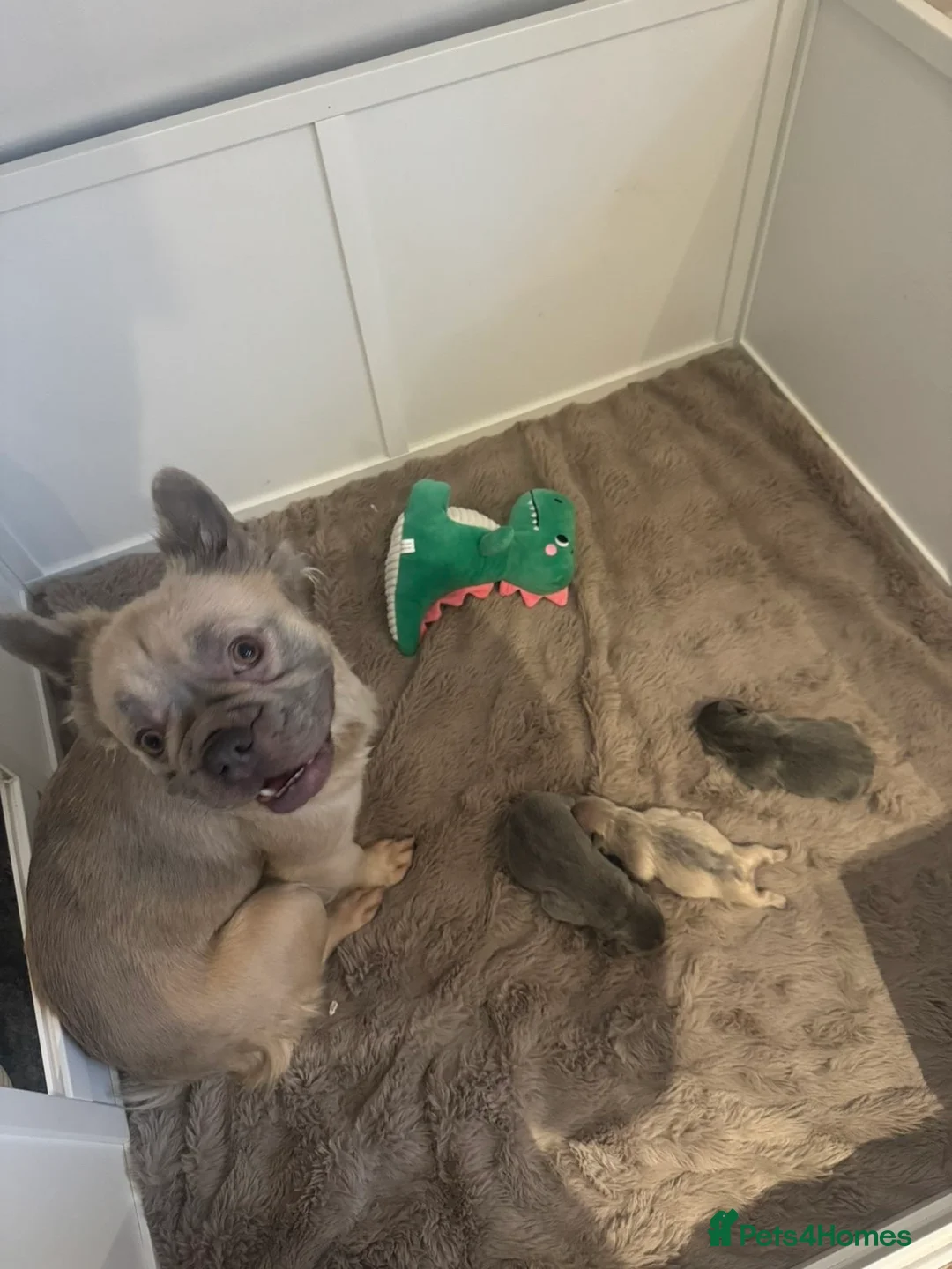 French Bulldog dogs for sale: L4 Carrier 5 Generations French Bulldogs  - Advert 8