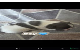 French Bulldog dogs for sale: 4 french bulldog pups - Image 3