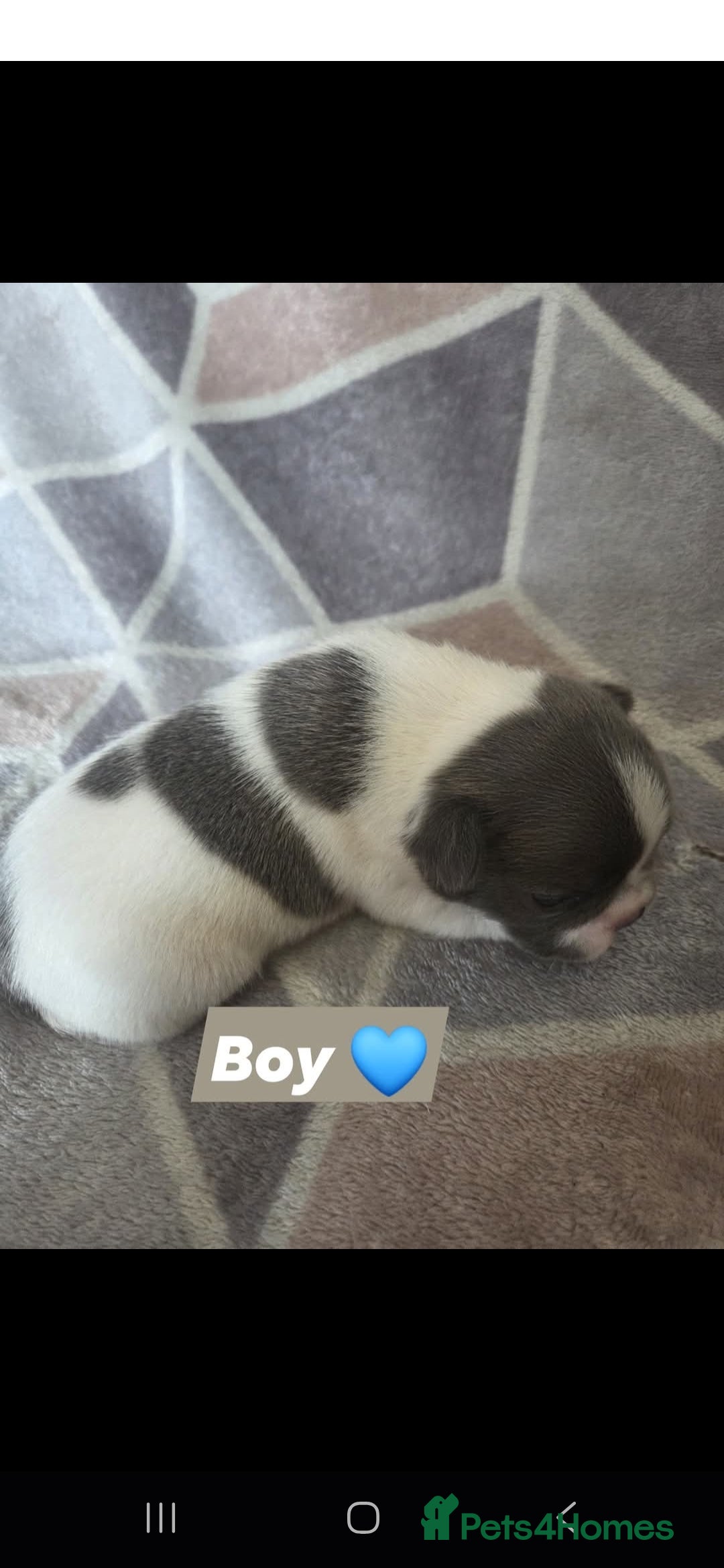 French Bulldog dogs for sale: 4 french bulldog pups - Image 3