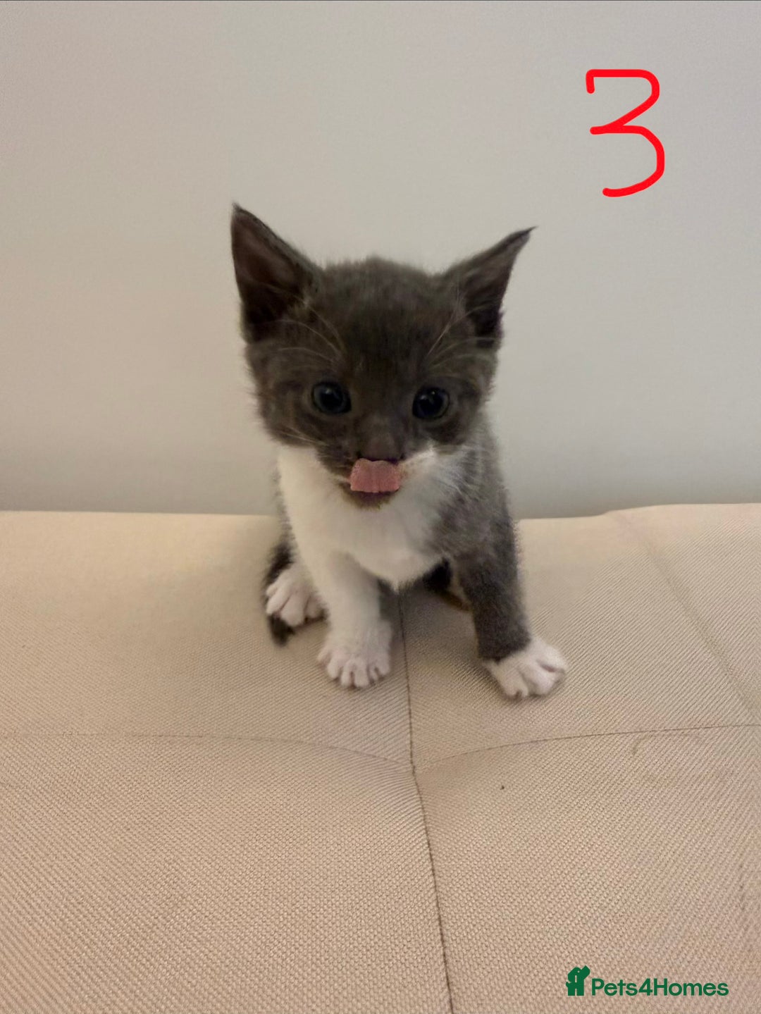 British Longhair cats for sale: 4 Beautiful Kittens  - Image 9