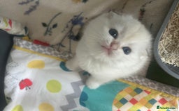 Scottish Fold cats for sale: Beautiful Gold Chinchilla babies  - Advert 3