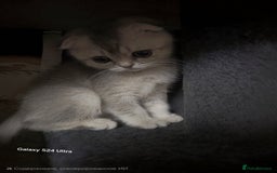 Scottish Fold cats for sale: Ready to leave cute kittens  - Image 18