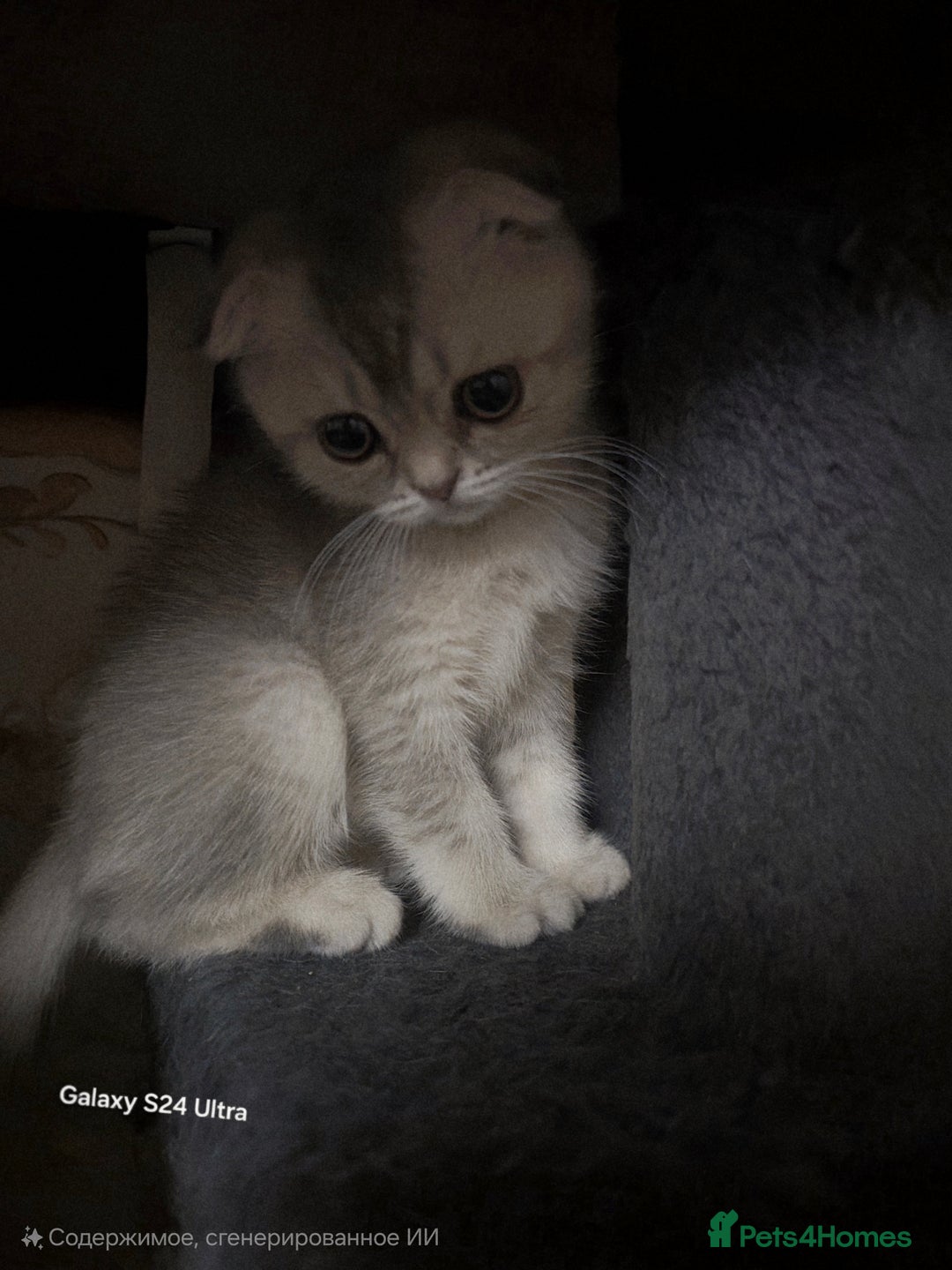 Scottish Fold cats for sale: Ready to leave cute kittens  - Image 18