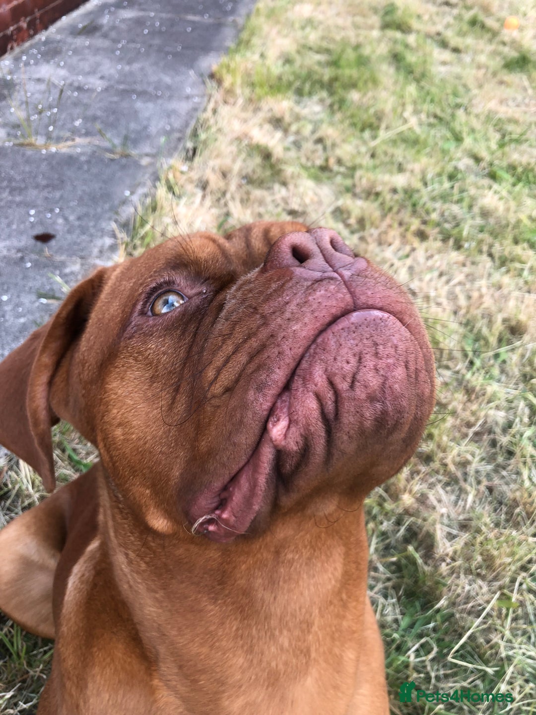 Dogue De Bordeaux dogs for stud: STUNNING DOGUE DE BORDEAUX STUD AVAILABLE - Image 8