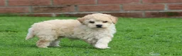 Poochon dogs for sale: Beautiful Poochon puppies for sale  - Advert 16
