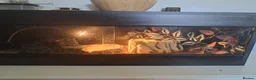 Corn Snake reptiles for sale: Corn snake  - Advert 5