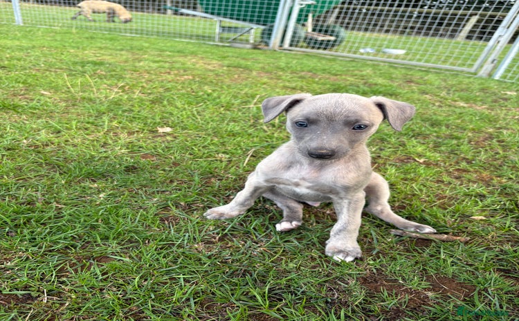 Whippet dogs - Advert 1