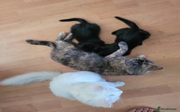 Domestic Shorthair cats for sale: Two black kittens  - Image 3