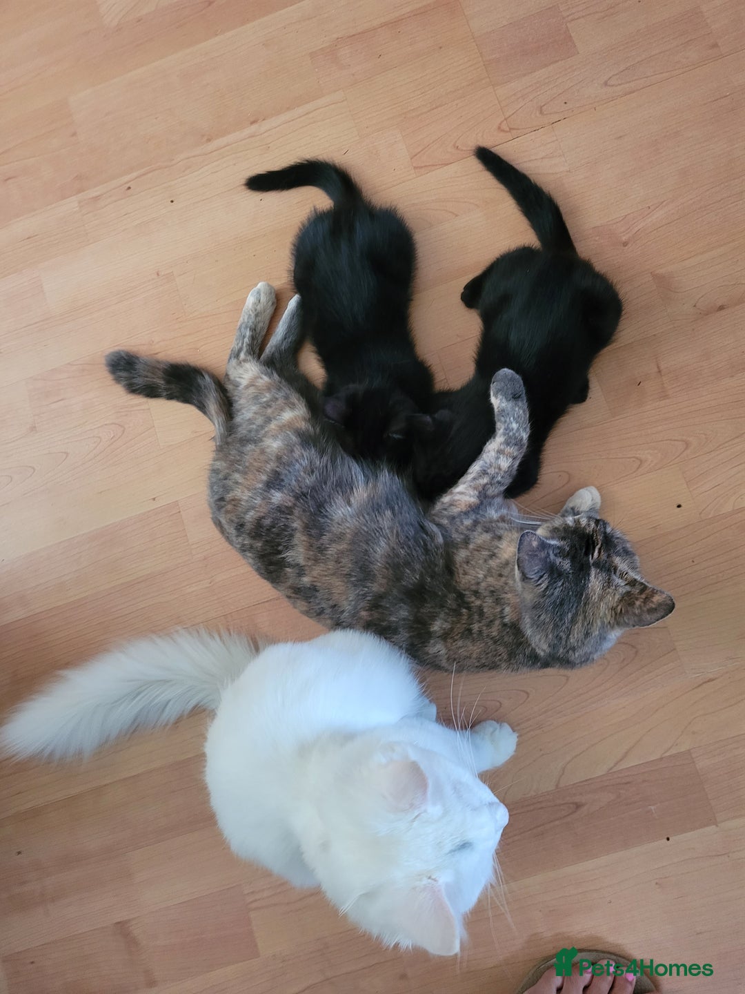 Domestic Shorthair cats for sale: Two black kittens  - Image 3