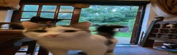 Mixed Breed cats for sale: 3 Litters of Loving and Playful Kittens  - Advert 32