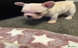 French Bulldog dogs for sale: 3 beautiful girls  - Image 13