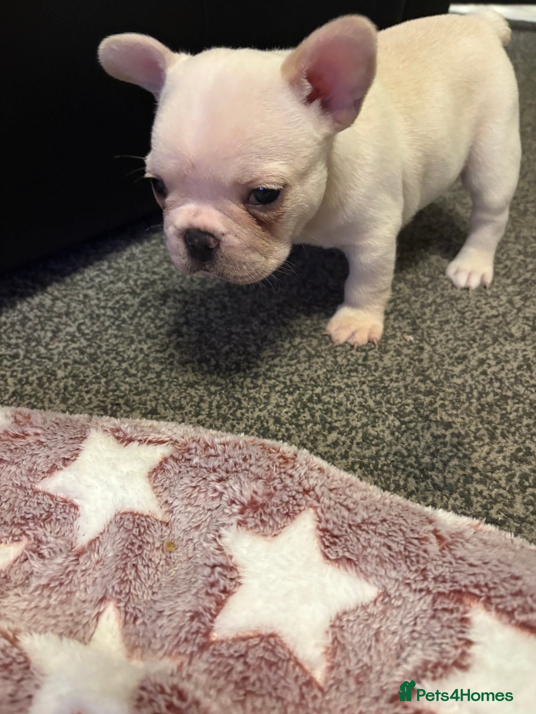 French Bulldog dogs for sale: 3 beautiful girls  - Image 13