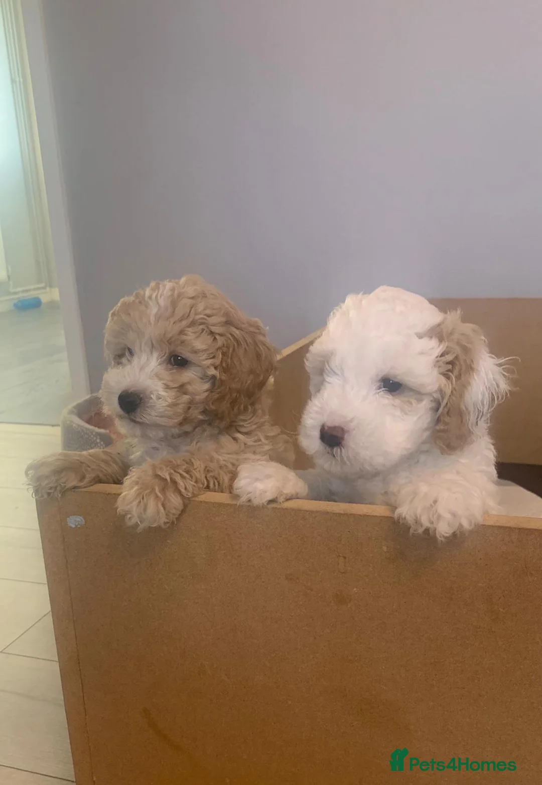 Miniature Poodle dogs for stud: Well PROVEN STUD Archie Minature Poodle  in Chard - Advert 32