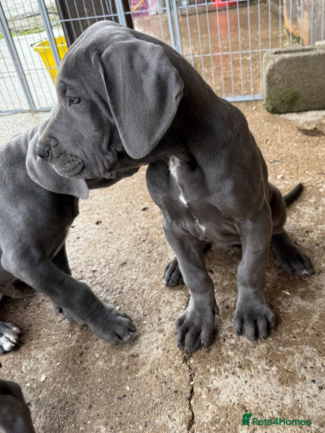 Great Dane dogs for sale: READY NOW! BLUE Kc reg Great Danes - Advert 15