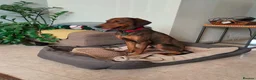Mixed Breed dogs for adoption: James 1 Year Old Segugio Hound Gentle Sensitive • in Sleaford - Advert 3