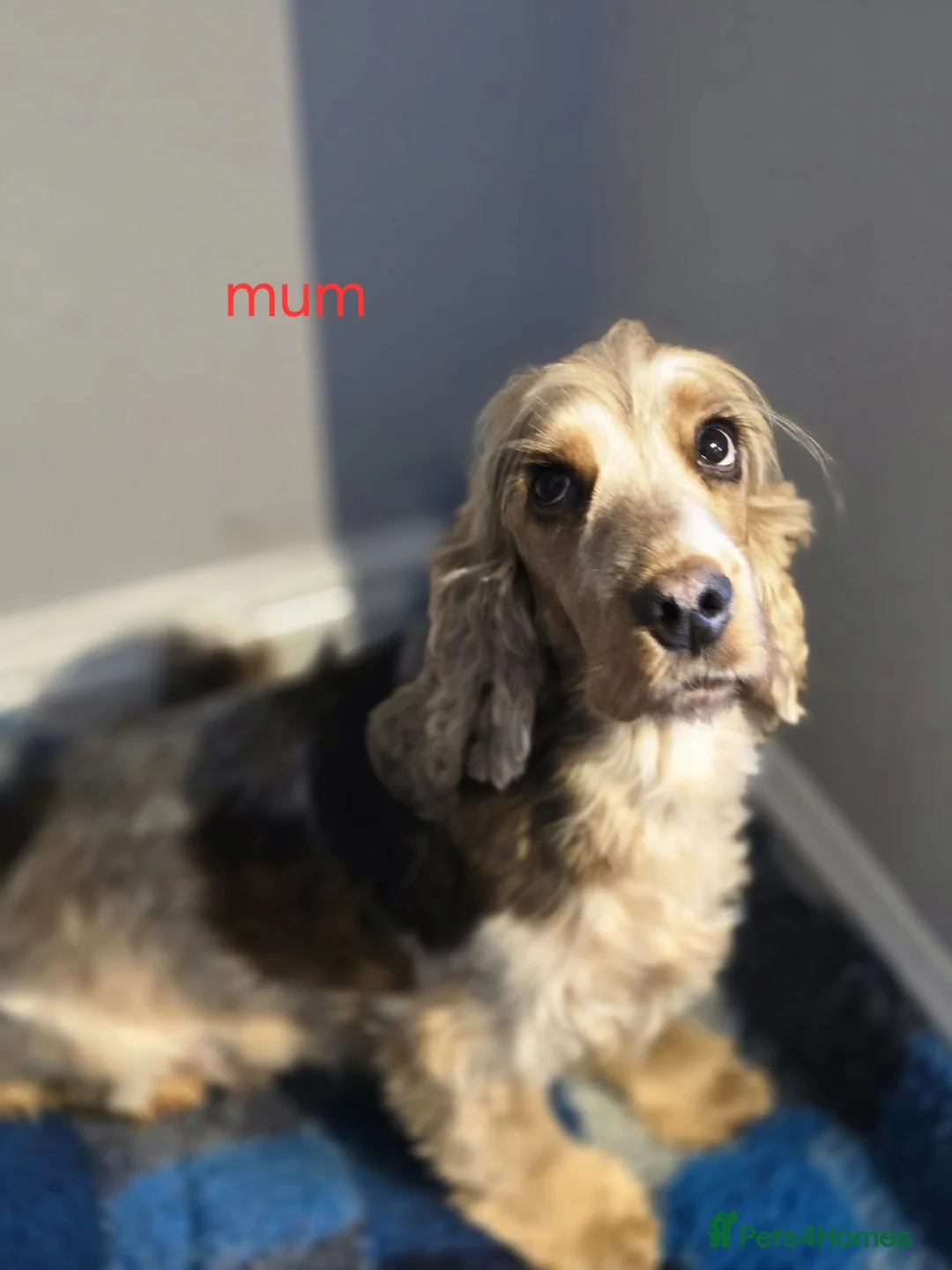 Cocker Spaniel dogs for sale: Full show health tested cocker spaniel  - Advert 2