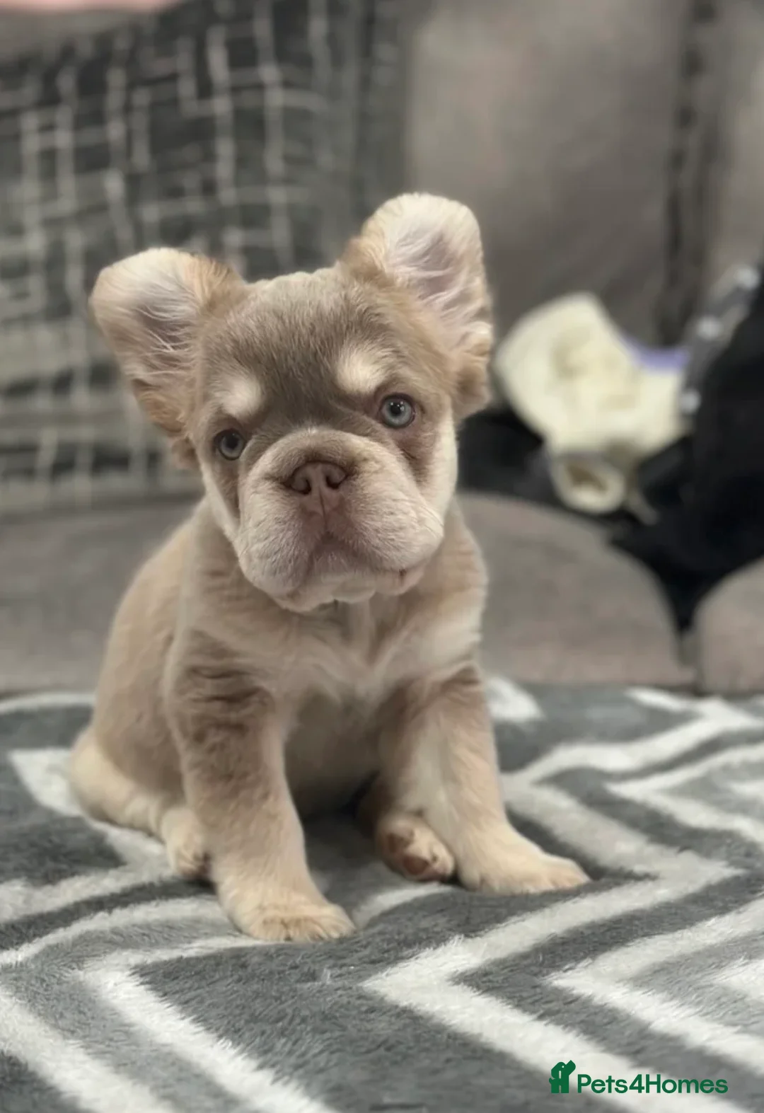 French Bulldog dogs for sale: New shade fluffy frenchie - Advert 1