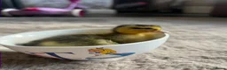 Ducks poultry for sale: Call ducklings  in Kidderminster - Advert 4