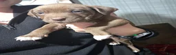 Staffordshire Bull Terrier dogs for sale: Staffy puppies for sale  - Advert 2