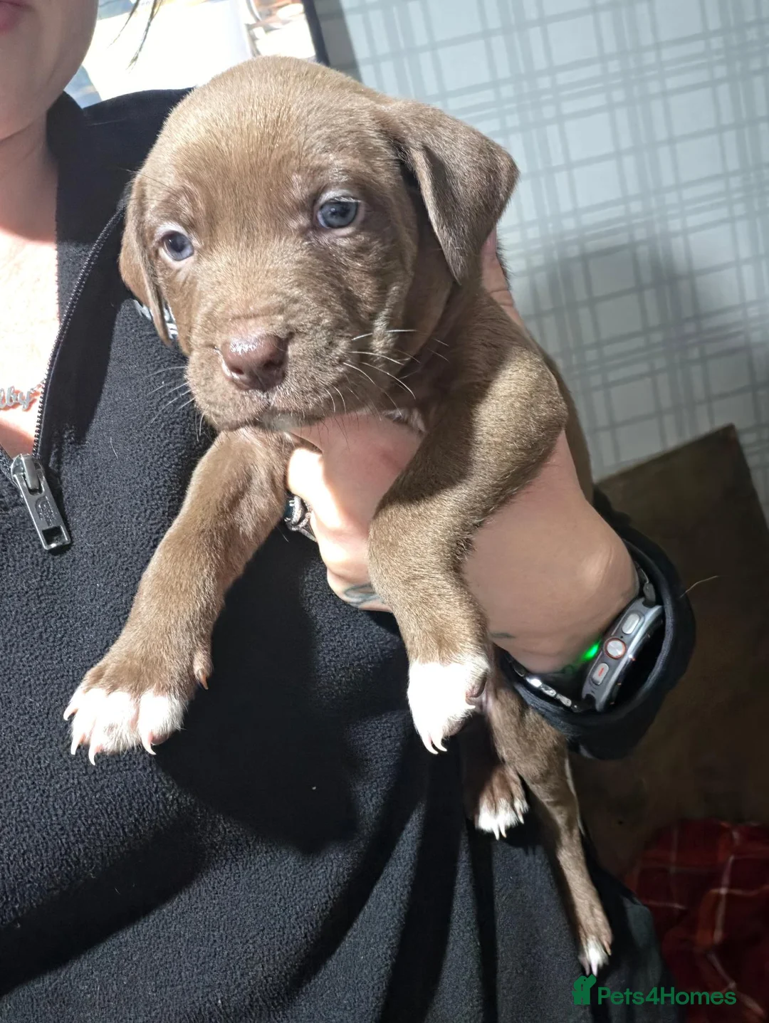 Staffordshire Bull Terrier dogs for sale: Staffy puppies for sale  - Advert 2