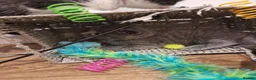 Domestic Shorthair cats for sale: Gorgeous tuxedo and mixed litter - Advert 31